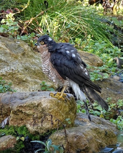 sparrowhawk